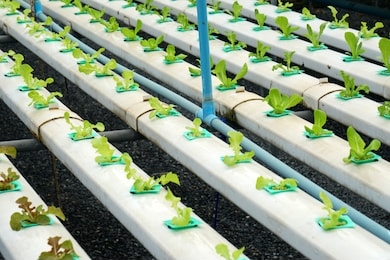 many organic fresh green hydroponics vegetables or soilless culture at hydroponics vegetables cultivation farm - is popularly used to make vegetables salad - modern farming