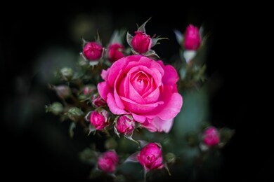 pink rose on a dark background with smaller rose buds to encircle it.
