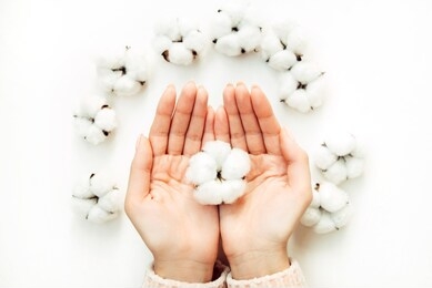 female hands in pink knitted sweater hold a cotton flower on white table top view. flat lay. cotton flowers.