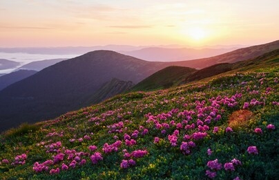 pink flowers on the hill. majestic carpathian mountains. beautiful landscape. breathtaking view.