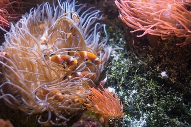 exotic fish swimming in the sea