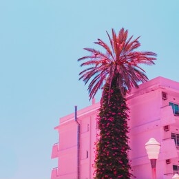 palm tree in travel concept. minimal