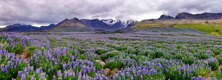 lupine field in south iceland