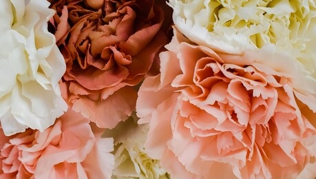 pastel flowers beautiful peonies background wallpaper