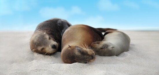 sea lion family in sand lying on beach on galapagos islands - cute adorable animals. animal and wildlife nature on galapagos, ecuador, south america.