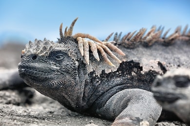 galapagos iguana lying in the sun on rock. marine iguana is an endemic species in galapagos islands animals, wildlife and nature of ecuador. funny, funky cool looking iguana.