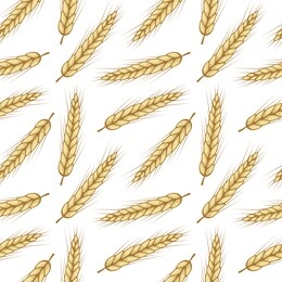 vector seamless pattern with ears of wheat. isolated on white. whole grain, organic, for bakery package, bread products, web design.