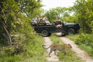leopard (panthera pardus) crossing road with tourists in jeep in background