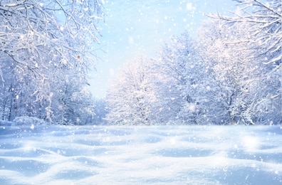 winter christmas idyllic landscape. white trees in forest covered with snow, snowdrifts and snowfall against blue sky in sunny day on nature outdoors,  blue tones.