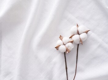 cotton plant on a white cloth.
