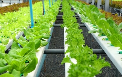 many organic fresh green hydroponics vegetables or soilless culture at hydroponics vegetables cultivation farm - is popularly used to make vegetables salad - modern farming