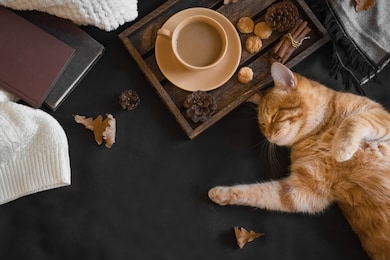 autumn cozy composition with ginger cat. seasonal autumnal coziness with cat, soft plaid, coffee and book. cozy home and hygge concept, copy space.
