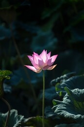 lotus flower.background is the lotus leaf and lotus bud and lotus flower and tree.shooting location is yokohama, kanagawa prefecture japan.