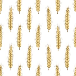 vector seamless pattern with ears of wheat. isolated on white. whole grain, organic, for bakery package, bread products, web design.