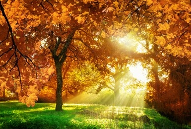 autumn leaves with forest in background in transylvania, romania.