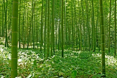 bamboo forest