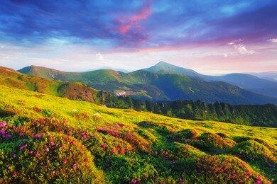 rhododendron flowers covered mountains meadow in summer time. purple sunrise light glowing on a foreground. landscape photography