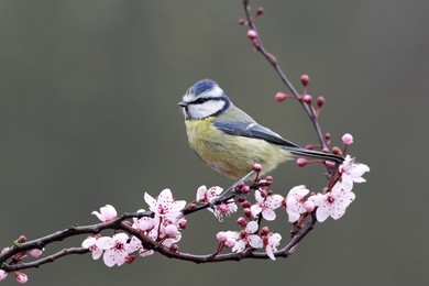 blue tit, parus caeruleus, single bird on blossom, warwickshire, march 2012