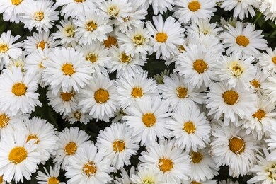 large white and yellow daisies bellis perennis close up as a background.