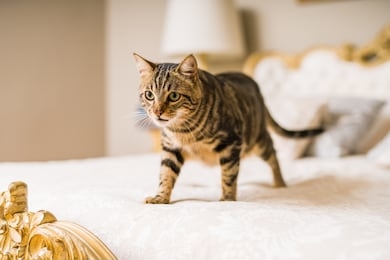 beautiful short hair cat lying on the bed at home