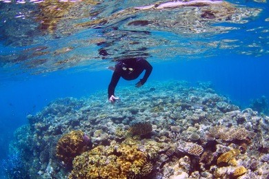 man snorkeling on coral reef