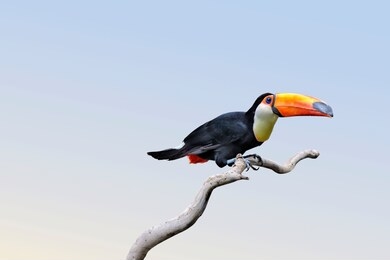 toco toucan (ramphastos toco), also known as the common toucan, giant toucan or simply toucan,  on a  branch  isolated against blue sky