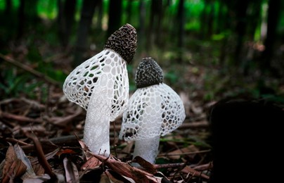 dictyophora indusiata growing in wetlands