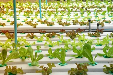 many organic fresh green hydroponics vegetables or soilless culture at hydroponics vegetables cultivation farm - is popularly used to make vegetables salad - modern farming