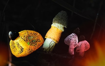 dictyophora indusiata in the forest