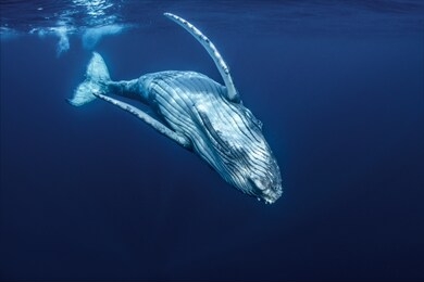 a baby humpback whale plays near the surface in blue water