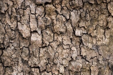 tree bark grain wood natural vintage worn texture background material surface
