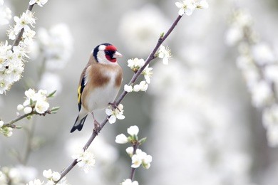 goldfinch, carduelis carduelis, single bird on blossom, warwickshire, april 2012           