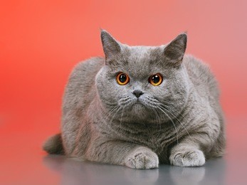 blue british shorthair cat, on red background