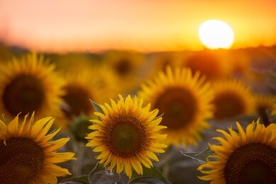 sunflower field landscape with the sun. field of blooming sunflowers on a summer sunset. sunflower natural background, sunflower blooming in hungary