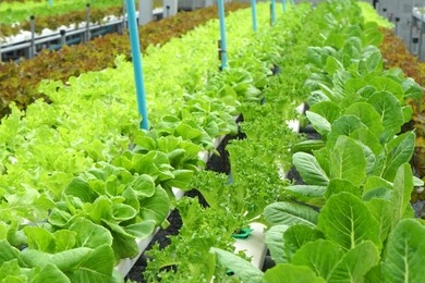 many organic fresh green hydroponics vegetables or soilless culture at hydroponics vegetables cultivation farm - is popularly used to make vegetables salad - modern farming