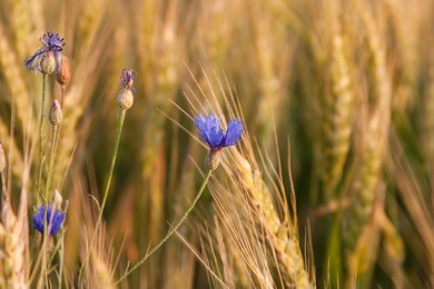 cornflowers in the wheat field