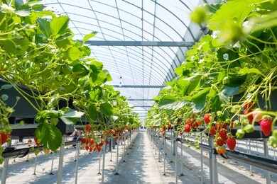 strawberry grown in a vinyl house