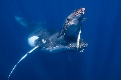 a mother and calf humpback whale in blue water