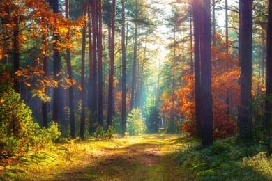 autumn nature landscape. sunny autumn forest. beautiful colorful trees in woodland. scenic wild nature