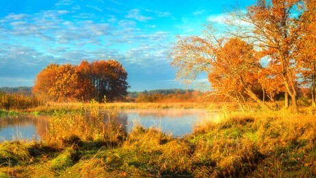 autumn. scenic autumn nature landscape on sunny morning. yellow and golden foliage on trees on river shore. beautiful view on sunny autumn nature