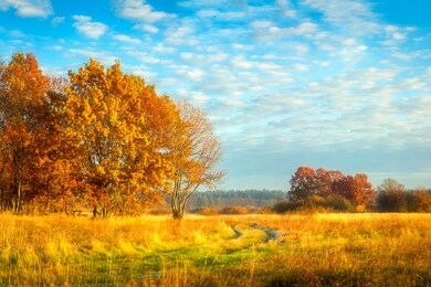 beautiful autumn nature landscape. yellow foliage on trees.  fall. autumnal meadow with colorful trees.