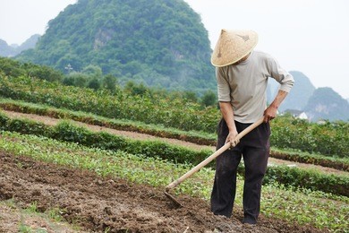 one male chinese peasant working with agriculture tool  hoe in field
