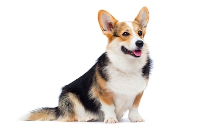 adult welsh corgi breed dog sitting in full growth on a white background