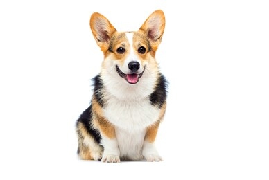 adult welsh corgi breed dog sitting full growth on a white background