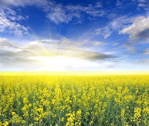 field of rapeseed with beautiful clouds - plant for green energy