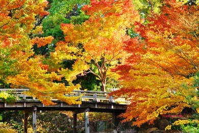 fall foliage at  in nagoya, japan.