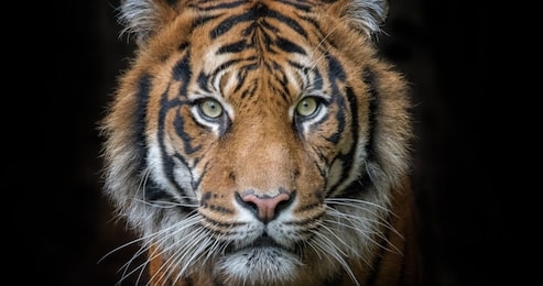 the face of tiger on the black background