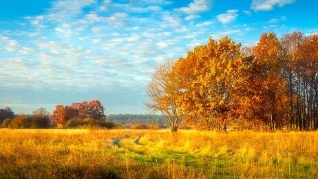 autumn nature. october landscape on sunny bright day. colorful trees on beautiful meadow in the morning