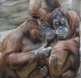 monkey love. tenderness of two orangutan females - mother and her adult daughter.