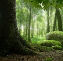 forest landscape with mossy stones and old tree